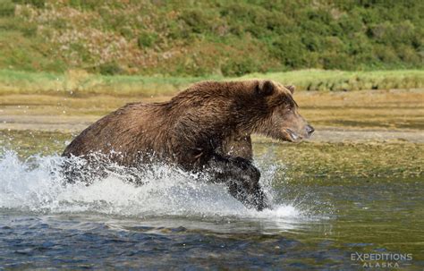 Alaska Brown Bear Photo Tour Katmai National Park Coast