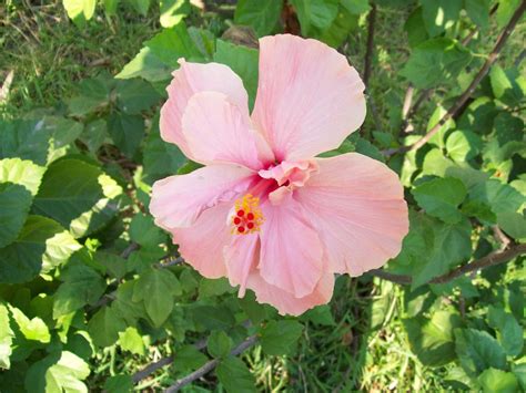 1 obelisco flor products found. Obelisco rosa | Aqui una foto que tome a una flor de mi jard… | gerry_pink | Flickr