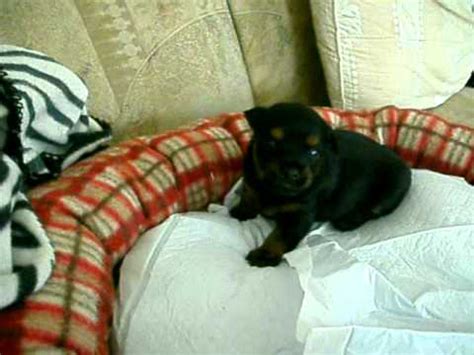 These ideas should help decrease the. Puppy Crying for Her Mom - YouTube