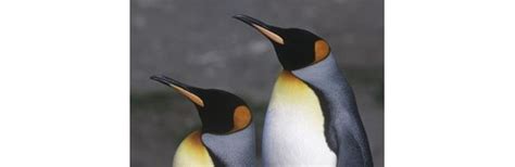 The 18 different species of penguins can widely in. The Penguins of the Tundra Biome | eHow