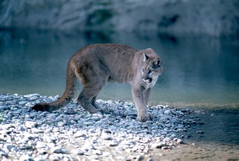 Colorado Hiker Sings Opera Fends Off Mountain Lion Attack