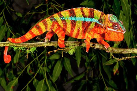 Rainbow Panther Chameleon Fucifer Photograph By David Northcott Fine