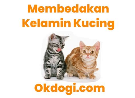 Selain mudah diingat, nama ini juga memberikan kesan maskulin. Cara Membedakan Kelamin Anak Kucing Jantan & Betina