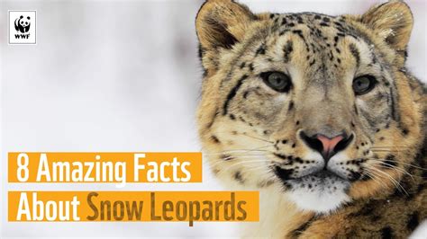8 Amazing Facts About Snow Leopards 🌨🐆 Wwf Australia Youtube