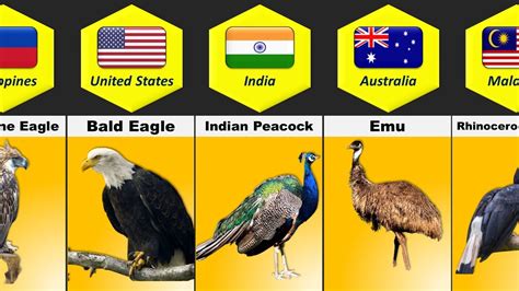 National Birds From Different Countries Youtube