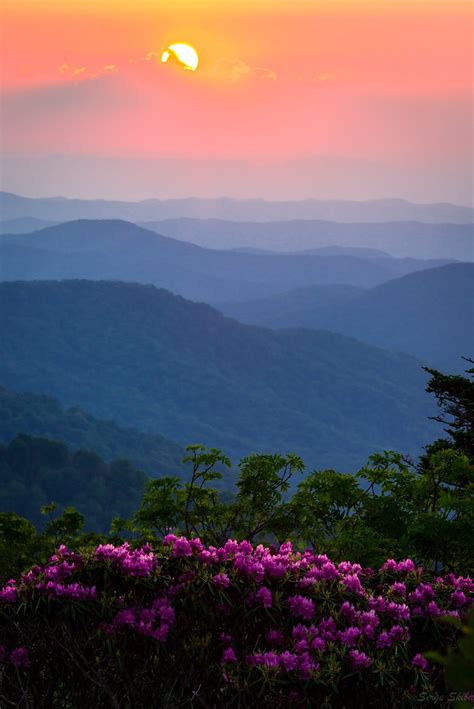 Roan Mountain Sunset The Rhododendrons In Full Bloom On A Flickr