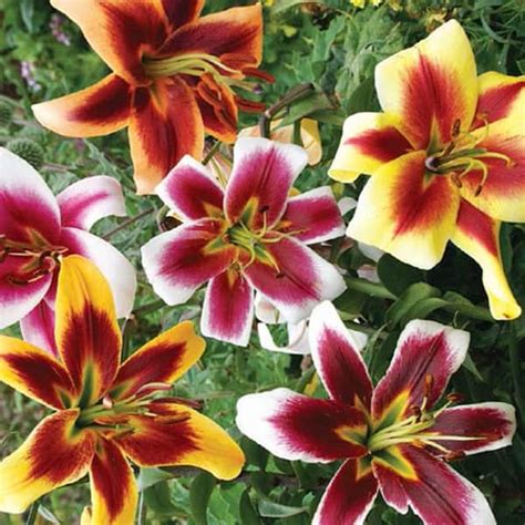 breck s giant hybrid lily mix bulbs 5 pack 01435 the home depot