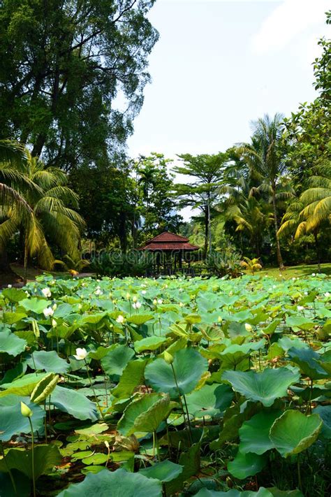 Enter your dates and choose from 1892 hotels and other places to stay. Lotus Flowers. Perdana Botanical Garden. Kuala Lumpur ...