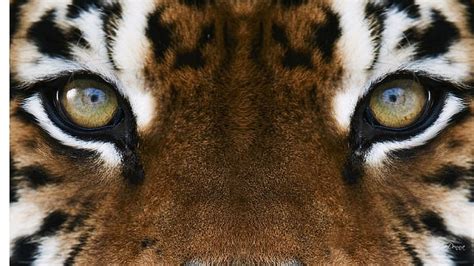 Hd Wallpaper Tiger Eyes Iv Tiger Animal Fierce Ferocious Wild