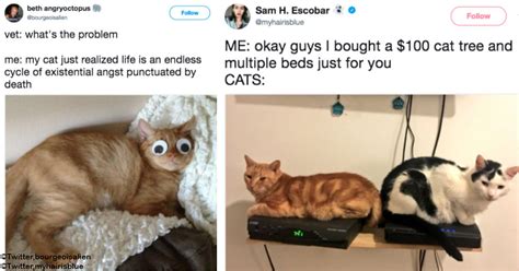 15 Funny Tweets About Cats