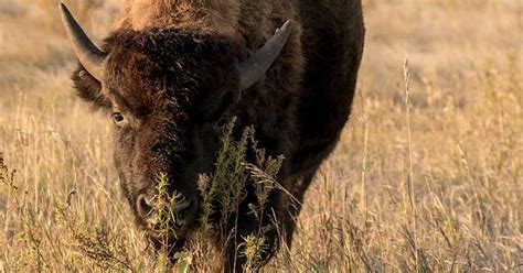 10 Facts That Will Make You Love Bison Even More Than You Already Do