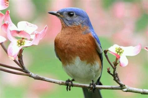 Spring And Bluebirds How To Attract Birds Eastern Bluebird Backyard