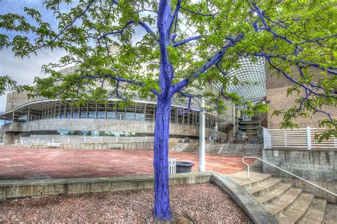 Blue Trees In Downtown Denver Editorial Stock Photo Image Of Firma