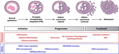 Molecular Genetics Of Prostate Cancer New Prospects For Old Challenges