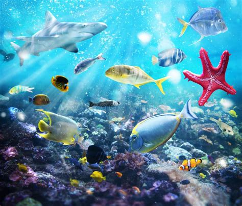 Marine Life Stock Image Image Of Undersea Animal Wildlife 76495743