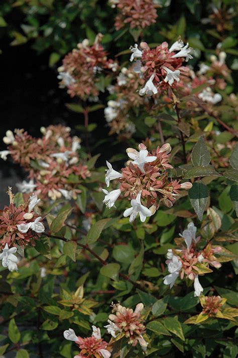 Little Richard Glossy Abelia (Abelia x grandiflora 'Little Richard') in ...