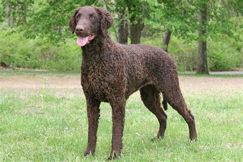 They should be bathed or dry shampooed only as necessary. Curly Coated Retriever Puppies for Sale from Reputable Dog ...