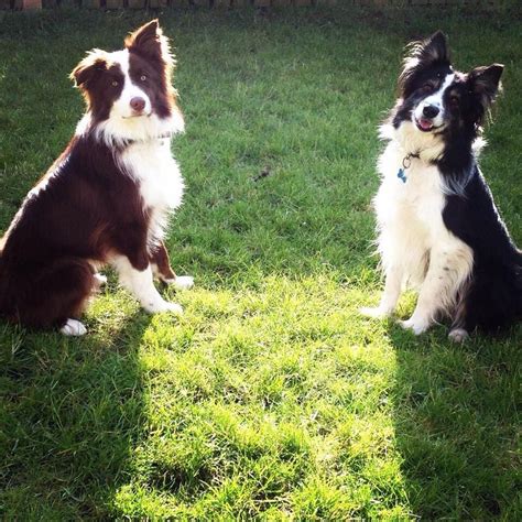 Are Border Collies Better In Pairs