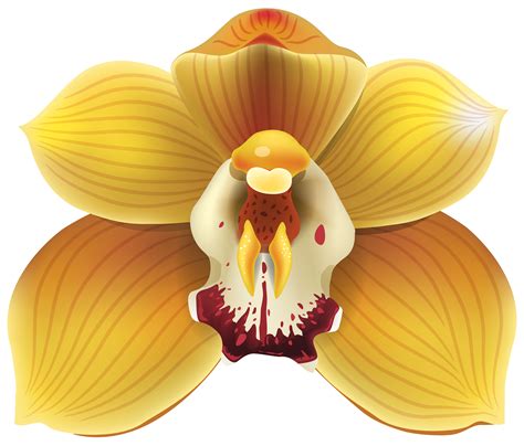 Yellow Orchid Png Clipart Best Web Clipart