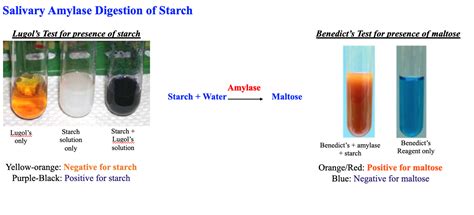 Solved A Starch Digestion Experimental Setup Test Tubes Contents 1a
