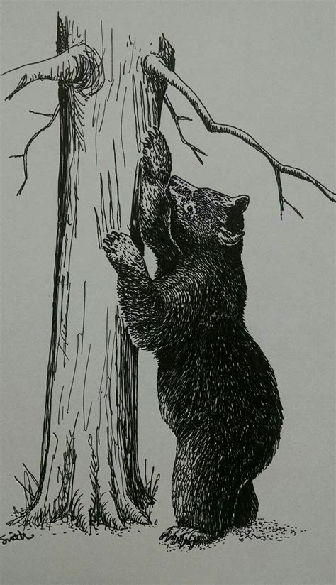 Pin By Suzanne J Carvell Artist A On Art Swipe File In 2023 Black Bears Art Bear Sketch