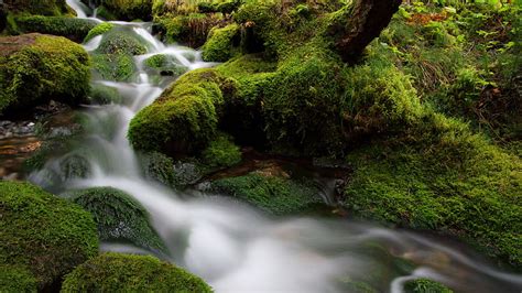 Waterfall Stream In Between Green Algae Covered Rocks Nature Hd