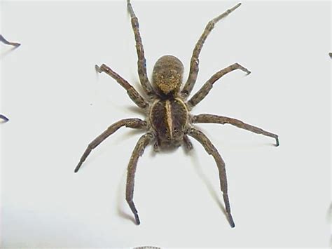 Wolf Spider Kansas ~ Wolf Spider