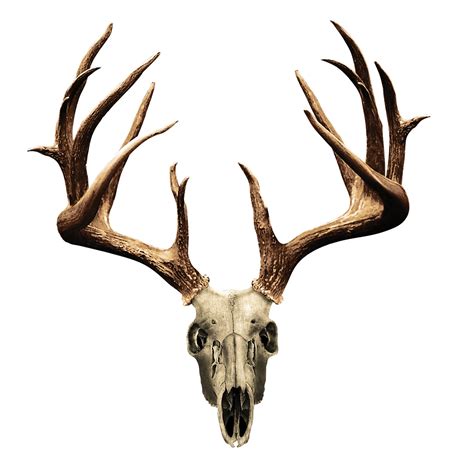 Deer Skull With Big Horns Free Image Download