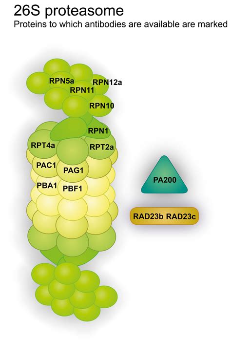 Proteasome proteasomes are large protein complexes inside all eukaryotes and archaea, as well as in some bacteria. Antibodies to Plant Proteasome