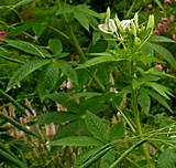 Wild Plants That Look Like Marijuana Pictures