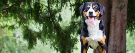 Entlebucher Mountain Dog Dog Breed Health History