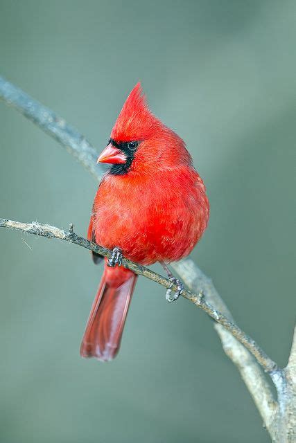 Northern Cardinal Cardinal Pictures Bird Pictures Kinds Of Birds All