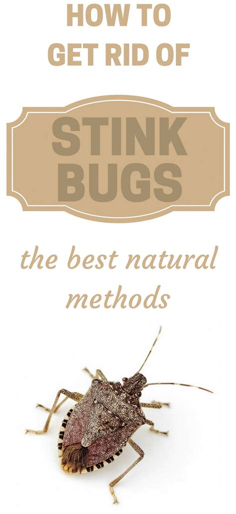 How To Get Rid Of Stink Bugs The Best Natural Methods Pestcontrol
