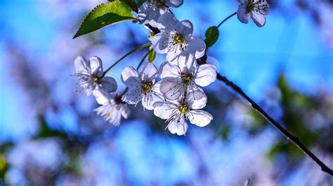 Cherry Blossom Fruit Flower Spring Free Photo On Pixabay Pixabay