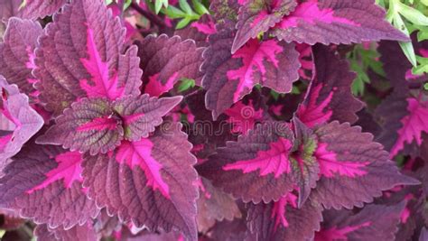 Red Coleus Flower Plants In The Garden In The Afternoon Stock Photo