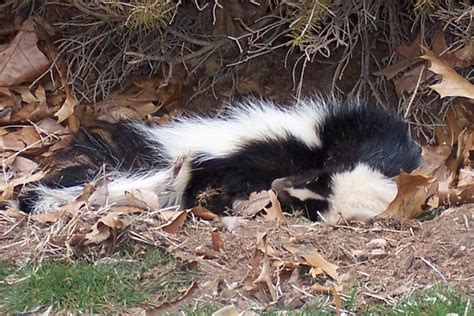 Sleeping Skunk Flickr Photo Sharing