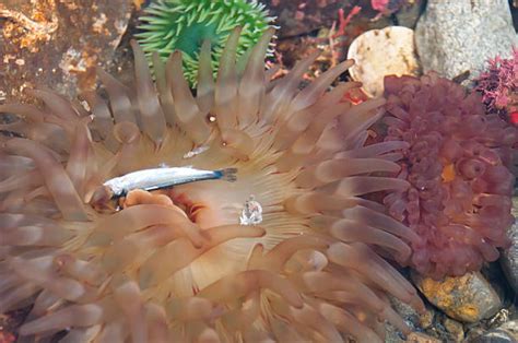 Royalty Free Sea Anemone Pictures Images And Stock Photos Istock