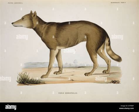 Canis Lupus Hodophilax Japanese Wolf Stock Photo Alamy