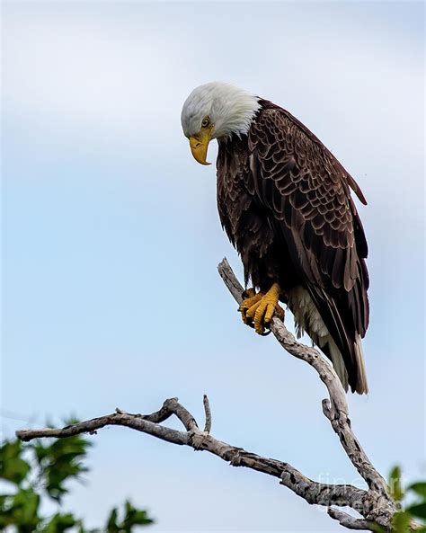 Eagle In Prayer Photograph By Rodney Cammauf Fine Art America