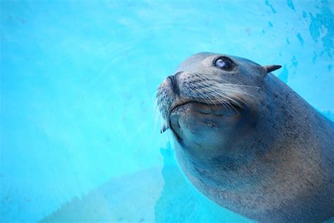 Free Images Beach Sea Animal Cute Wildlife Fauna Seals