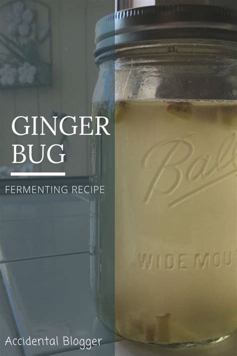 From Ginger Bug To Ginger Ale And Ginger Beer Fermenting Probiotic