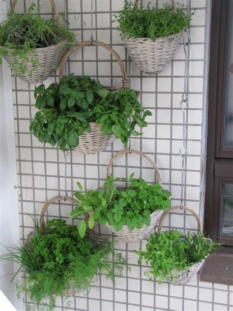 11 Herbs For Hanging Baskets Best List For Your Home Garden