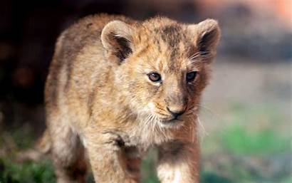 Lion Cubs Cub Asiatic Wallpapers Fanpop Wallpapersafari