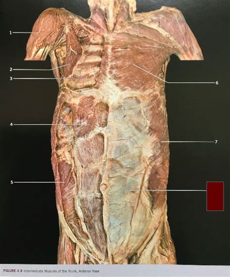 Intermediate Muscles Of The Trunk Anterior View Diagram Quizlet