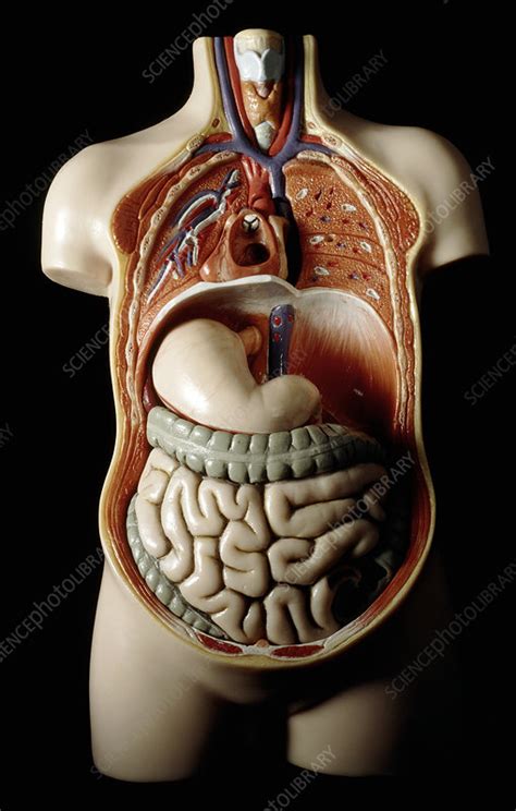 To achieve the goal of providing energy and nutrients to the body, six major functions take place in the digestive system Model of human torso showing internal organs - Stock Image - P880/0021 - Science Photo Library