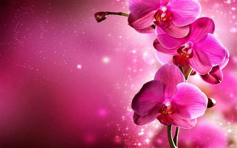 Phalaenopsis Orchid Flowers Hd Wallpaper Metro Wallpapers