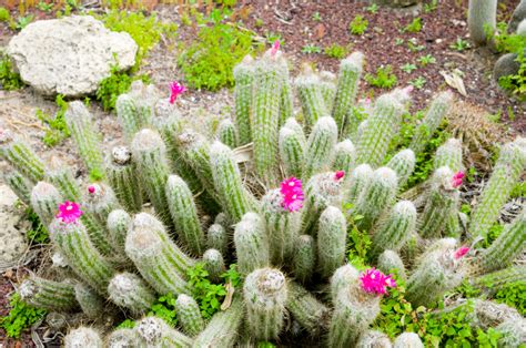 What You Should Consider When Growing Desert Plants In Nevada