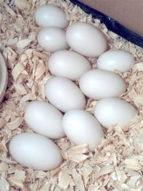 What Color Are Pekin Duck Eggs Backyard Chickens Learn How To