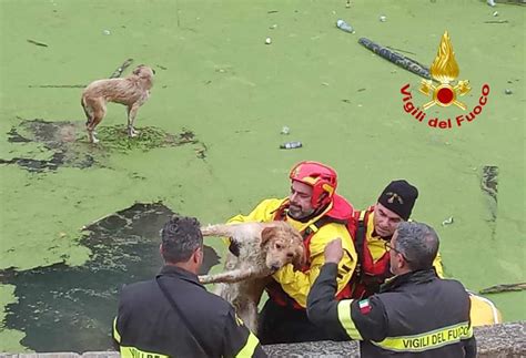 Un grande gesto di solidarietà due cani salvati dai Vigili del Fuoco