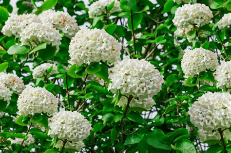 How To Grow And Care For Viburnum